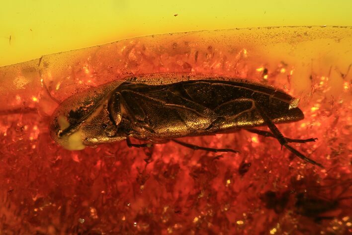 Detailed Fossil Beetle (Coleoptera) In Baltic Amber #81658